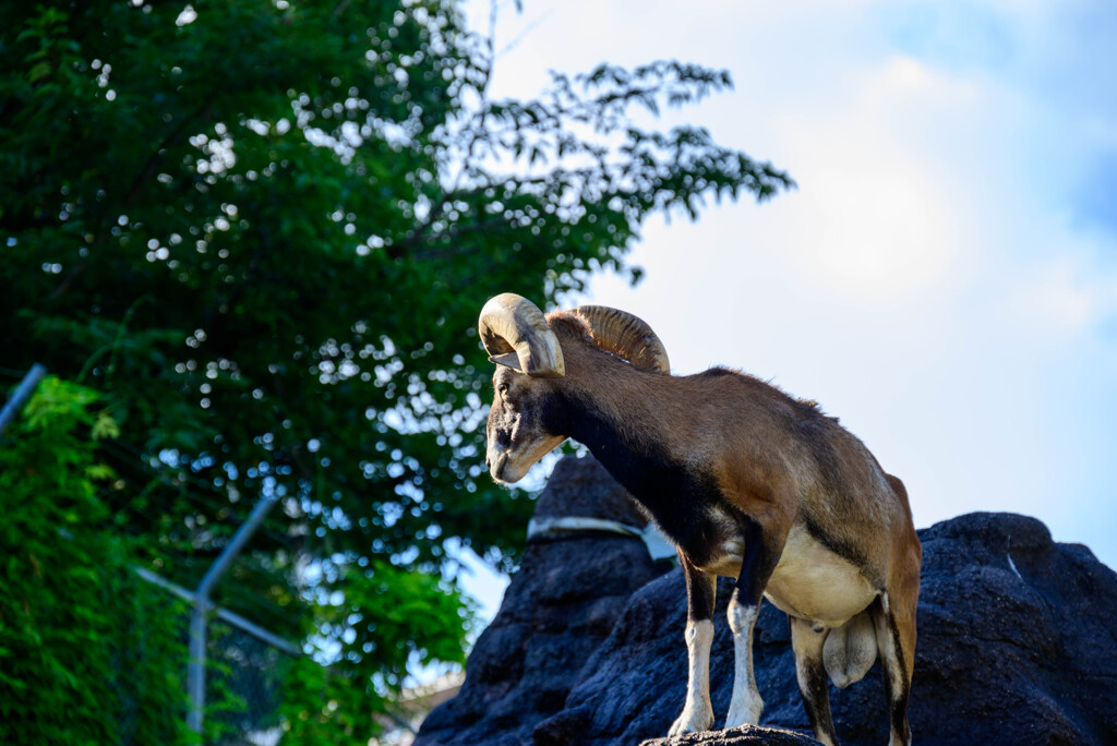 天王寺動物園ムフロン2