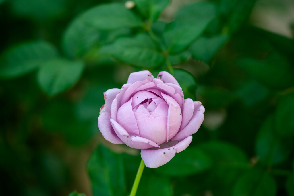 中之島公園の薔薇40しのぶれど