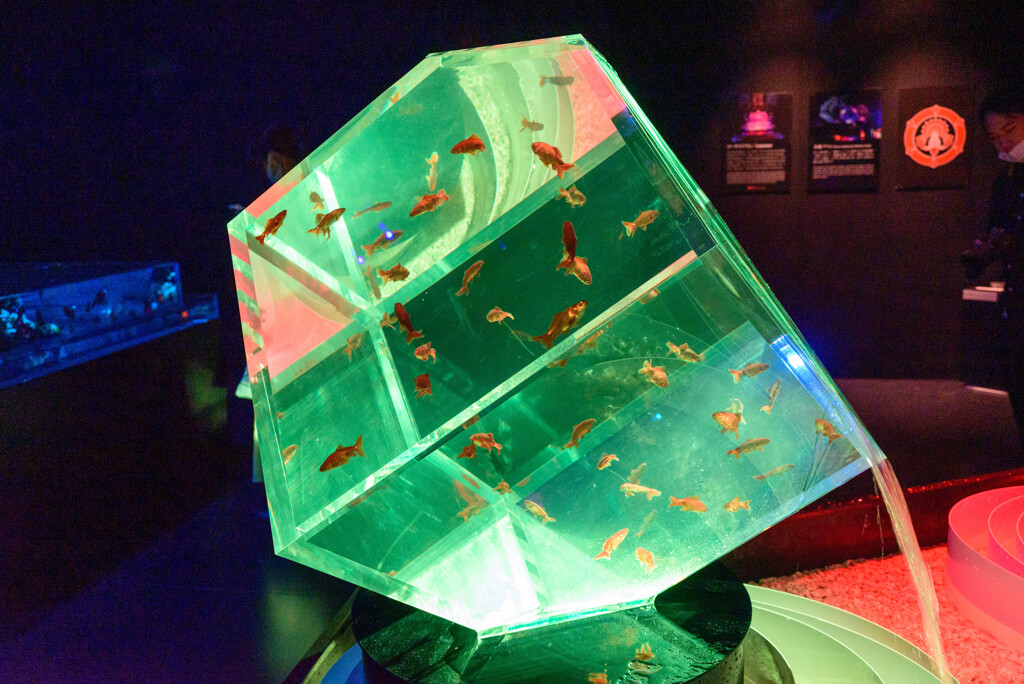 2021堂島アートアクアリウム展5