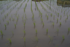 我が家の水田3