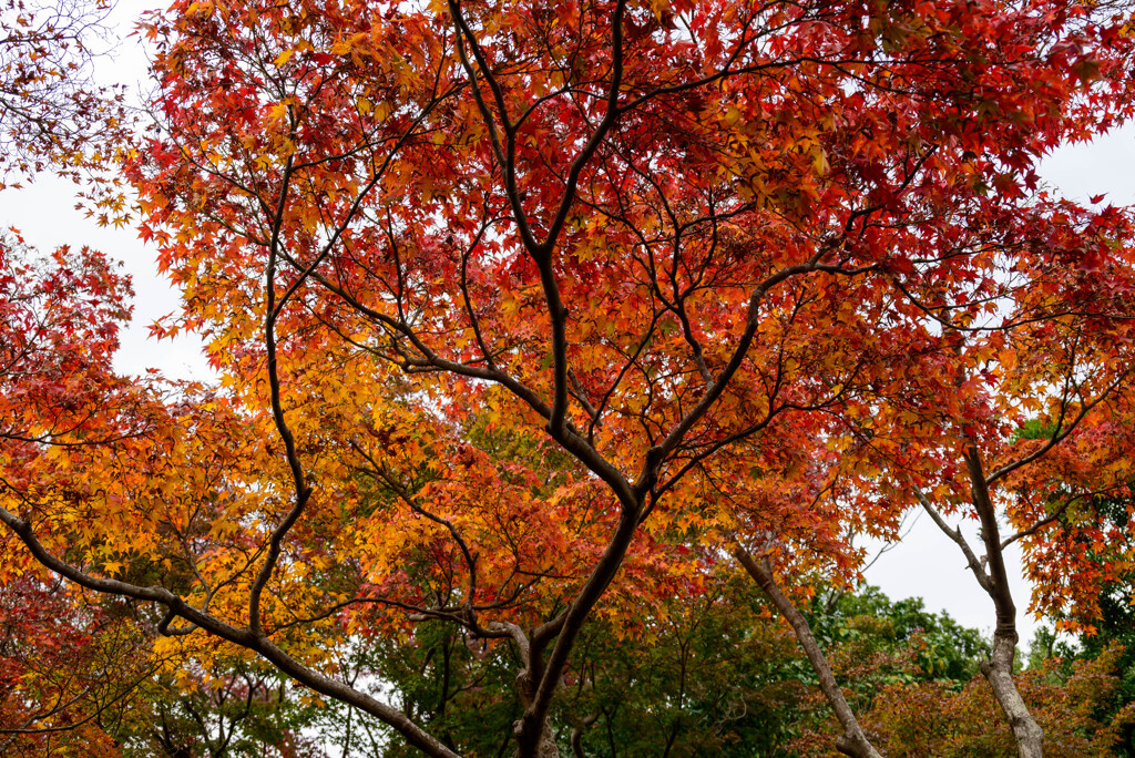 万博記念公園紅葉7