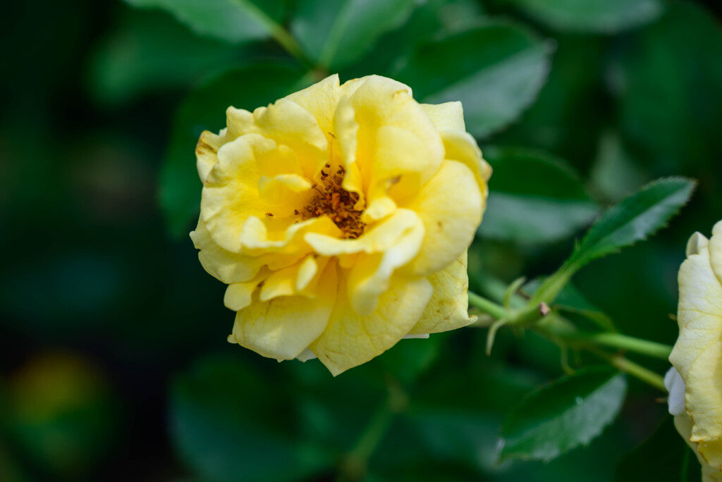 鶴見緑地公園の薔薇6ゴールドバニー