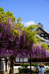 藤井寺市葛井寺藤まつり1