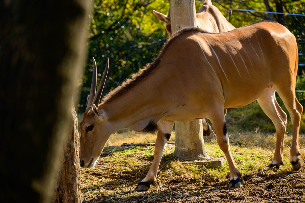 天王寺動物園 エランド1