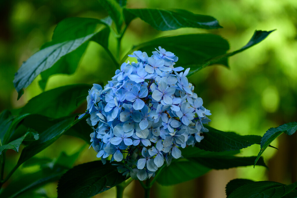 長居植物園のアジサイ6