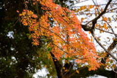 奈良公園の紅葉8