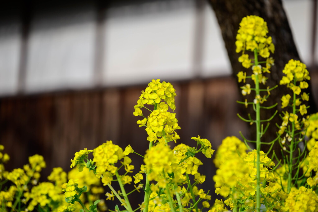 20221年菜の花7