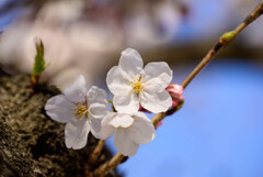 2021大阪城公園の桜7