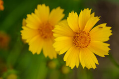 庭で咲いてた黄色い花5