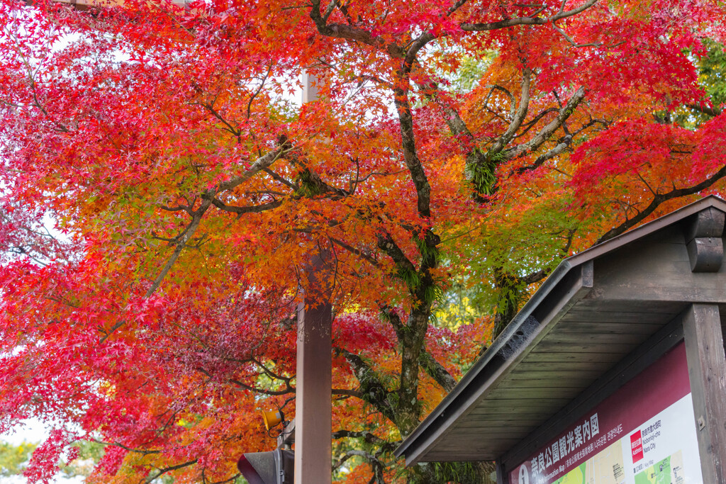 2019奈良公園紅葉27
