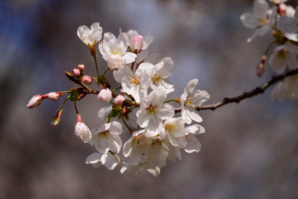 2021大阪城公園の桜5
