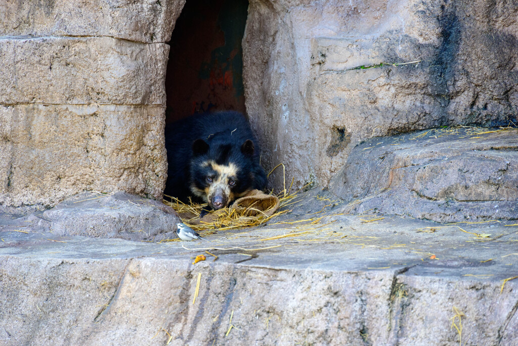 天王寺動物園 メガネグマ7