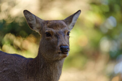 2019奈良公園の鹿１
