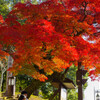 2019奈良公園紅葉5