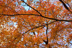 奈良公園の紅葉6