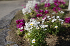 公園の花壇