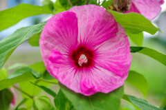 アメリカフヨウ3