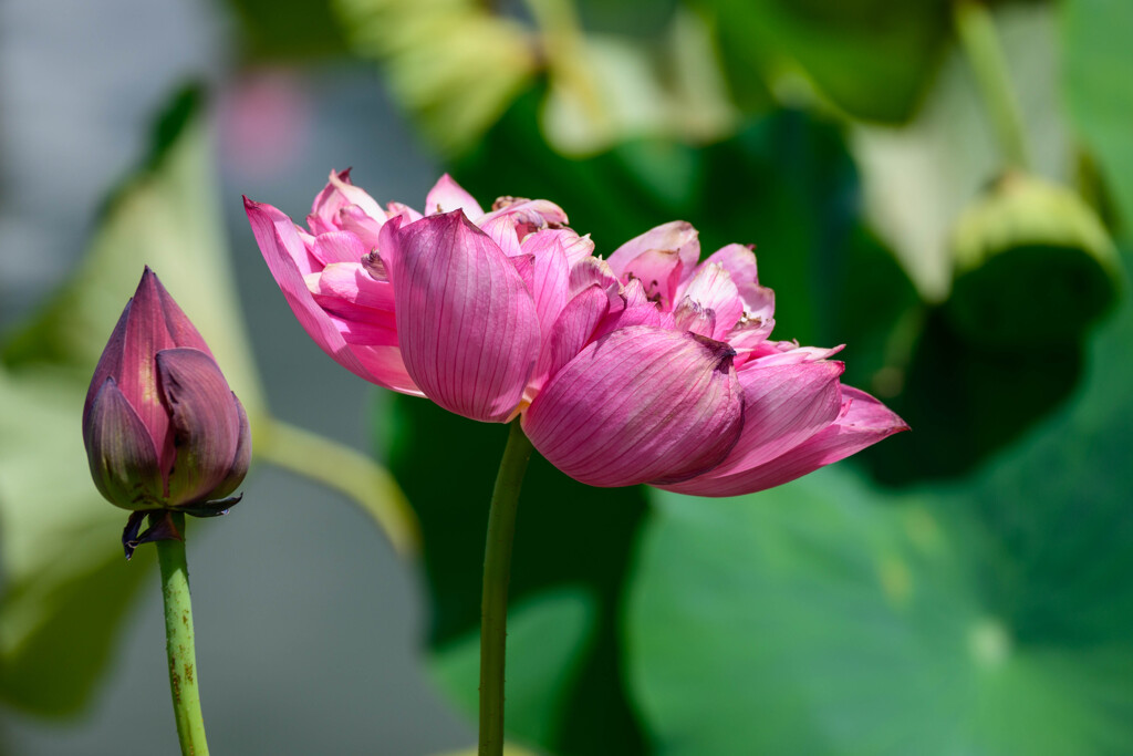 鶴見緑地咲くやこの花館の蓮4