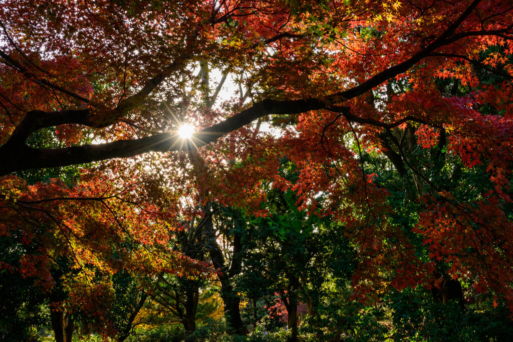 紅葉と光芒