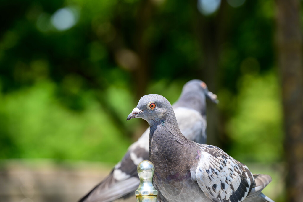 鶴見緑地公園の鳩さん5