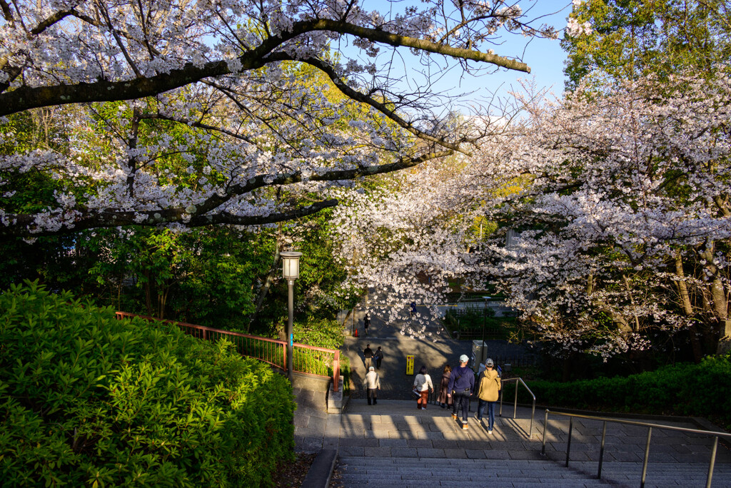 2021大阪城公園の桜22