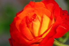 薔薇3
