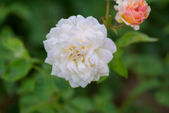 中之島公園の薔薇49