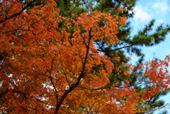 奈良公園の紅葉5