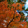 奈良公園の紅葉5