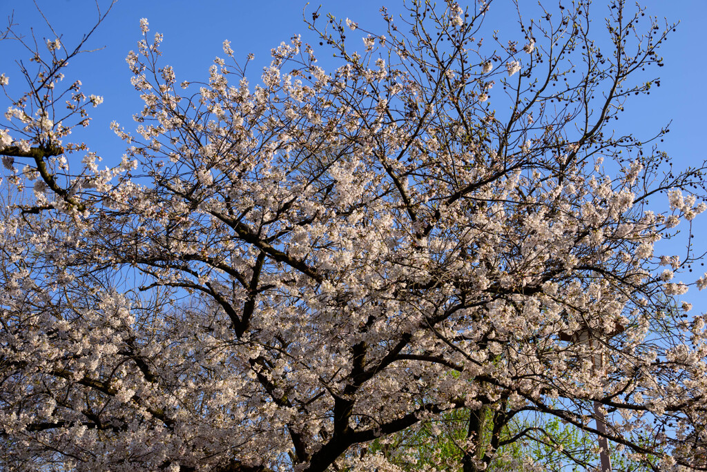 2021大阪城公園の桜25