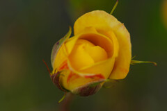 薔薇2