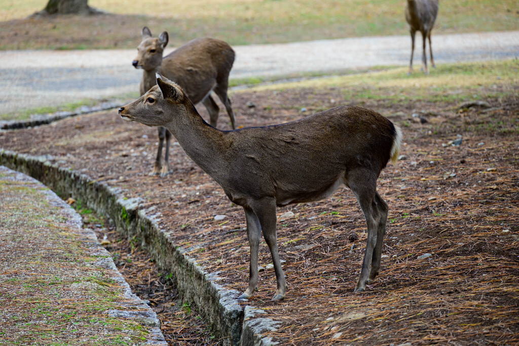 奈良公園の鹿25