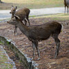 奈良公園の鹿25