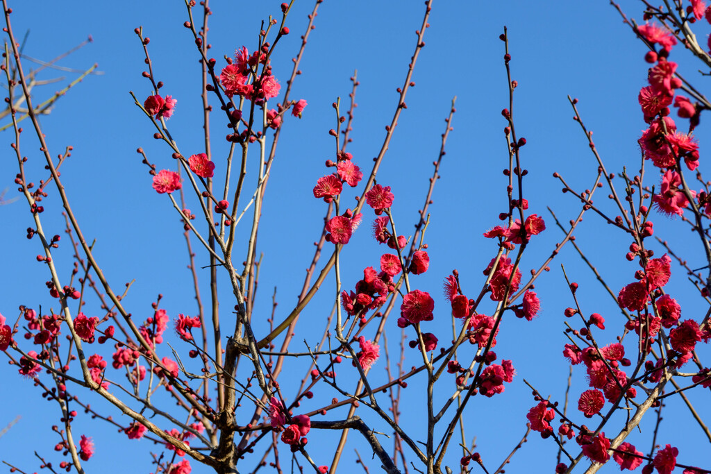 青空と紅梅2