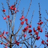 青空と紅梅2