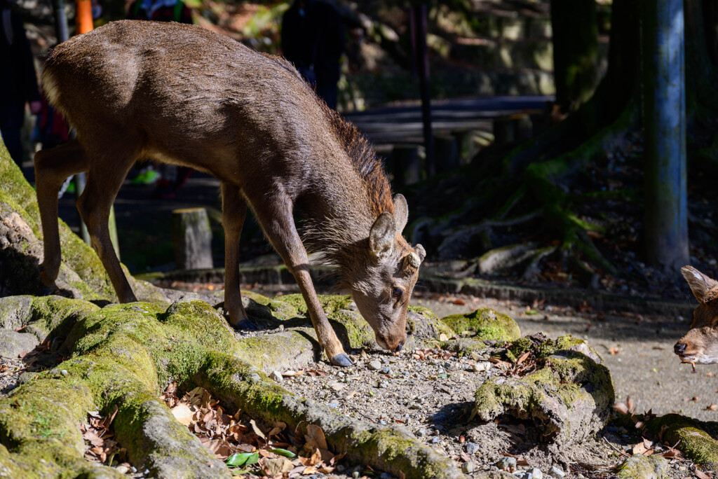 奈良公園の鹿16