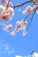 八重桜10