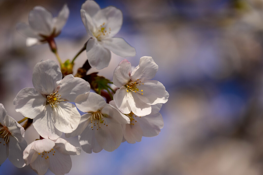 2021大阪城公園の桜8