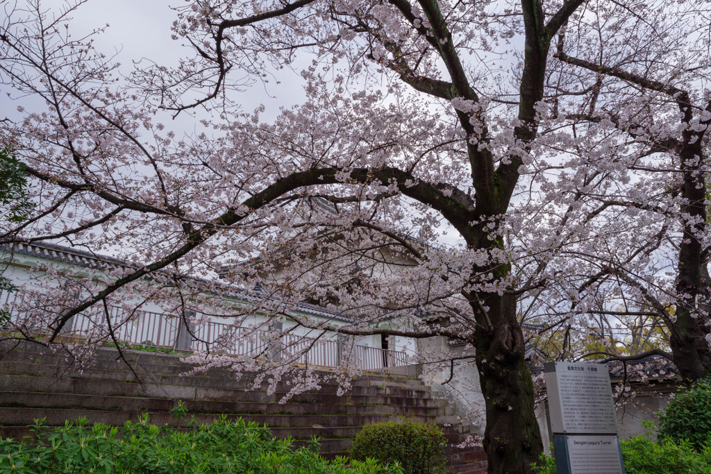 大阪城千貫櫓の桜