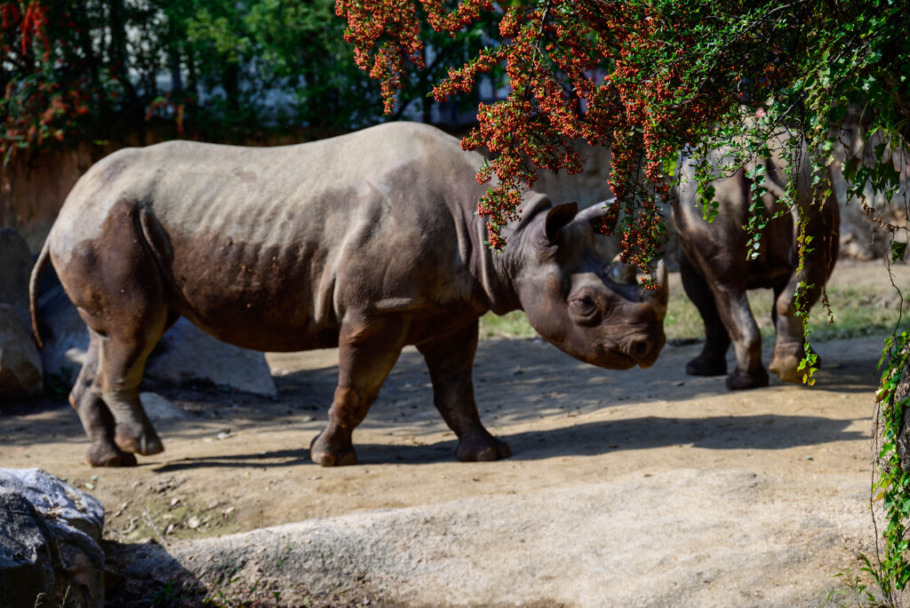 天王寺動物園のサイさん