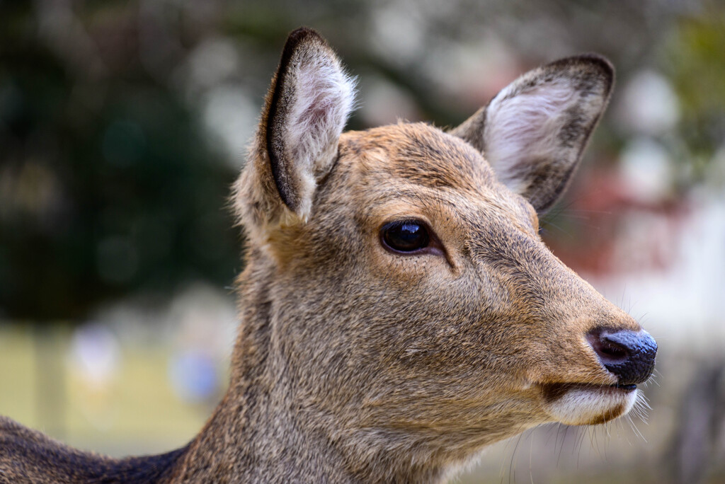 奈良公園の鹿29