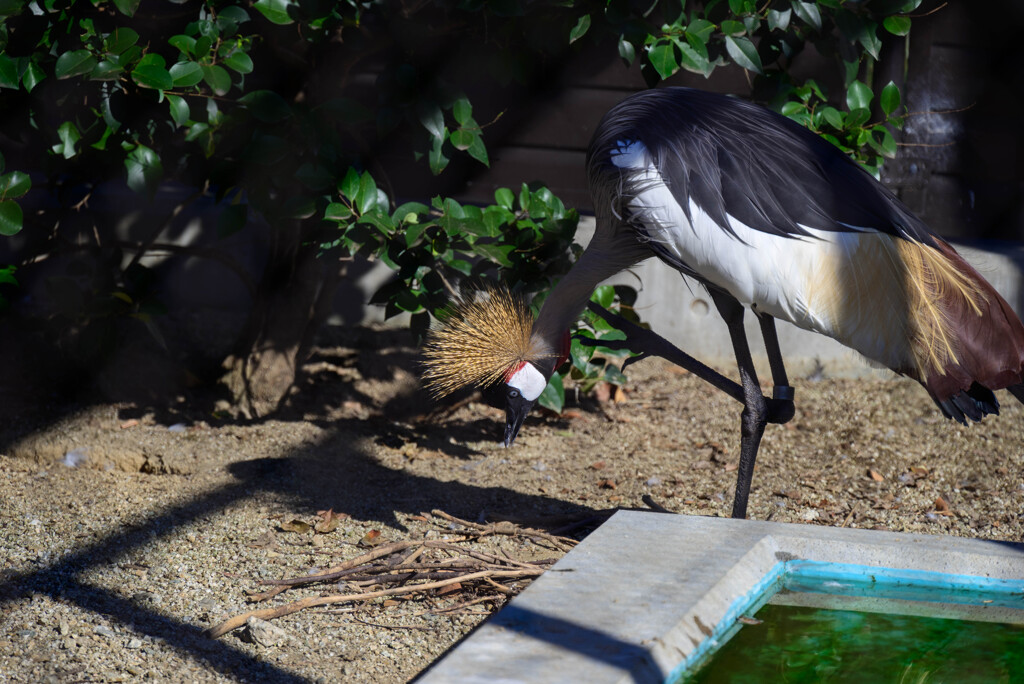 天王寺動物園ホオジロカンムリヅル3