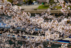 2021大阪城公園の桜3