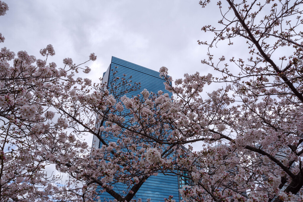 桜の間から見上げるOBPクリスタルタワー