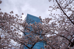 桜の間から見上げるOBPクリスタルタワー