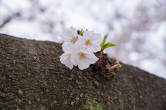 2020大阪城公園の桜6