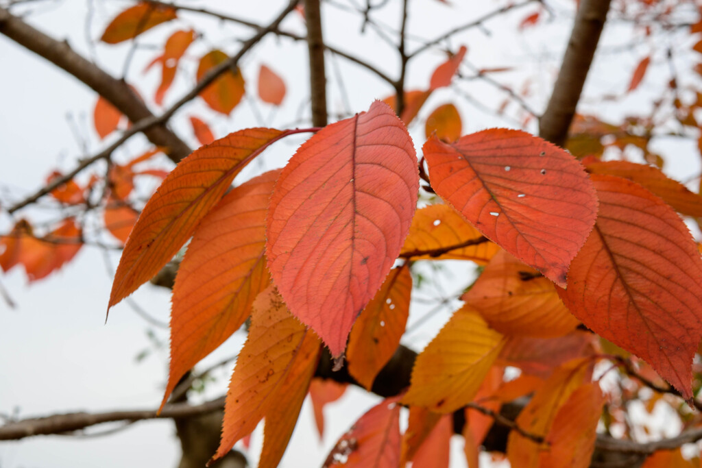 近所の公園の桜紅葉10