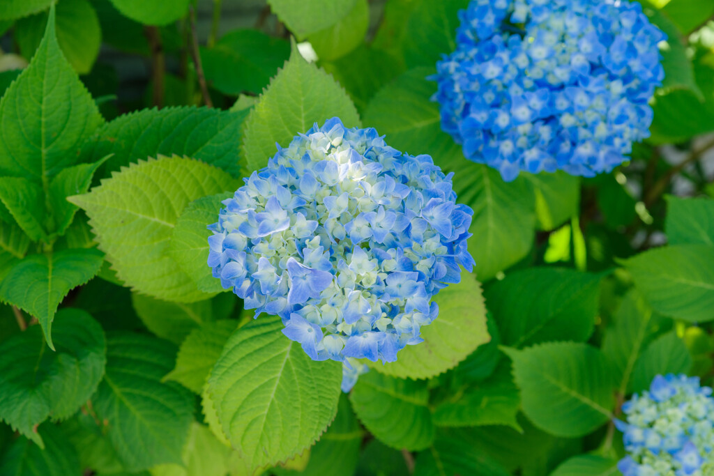 紫陽花6