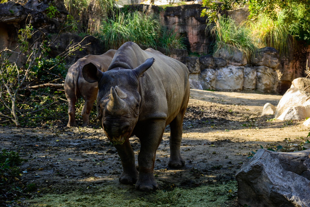 天王寺動物園 クロサイ1