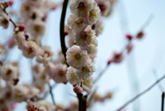 2021花の文化園 梅（朱鷺の舞）4